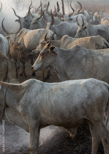 Long horns cows in a Mundari tribe camp around a campfire to repel mosquitoes and flies, Central Equatoria, Terekeka, South Sudan photo