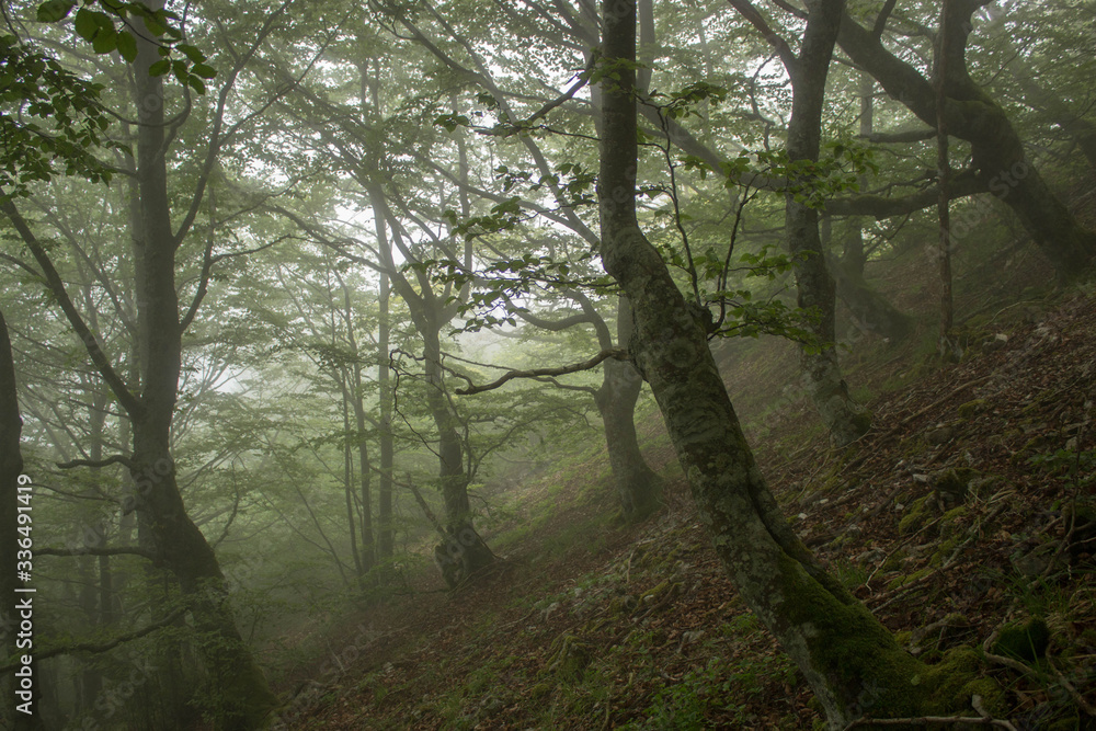 Obraz premium forest