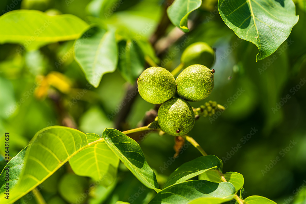 Green walnut on a tree branch. Background of green leaves and walnuts. Sunny spring day. Raw walnut. Walnuts in a green shell. Walnut tree grow waiting to be harvested. Green walnut on a tree branch. Background of green leaves and walnuts. Sunny spring day. Raw walnut. Walnuts in a green shell. Walnut tree grow waiting to be harvested.