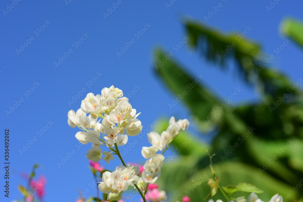 Flowers in the garden that bloom in summer Local flower garden, beautiful garden park Flowers in the garden that bloom in summer Local flower garden, beautiful garden park