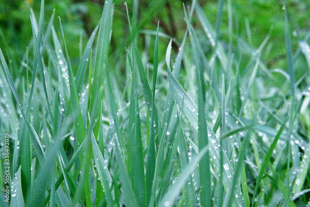 Green grass with drops of water. Meadow grass with drops rain, nature scene and weather. Environmental background. Green grass with drops of water. Meadow grass with drops rain, nature scene and weather. Environmental background.