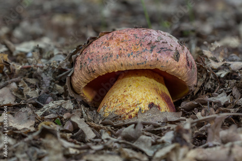 Boletus rhodopurpureus or Imperator rhodopurpureus mushroom. Close up view of endangered and rare fungus.