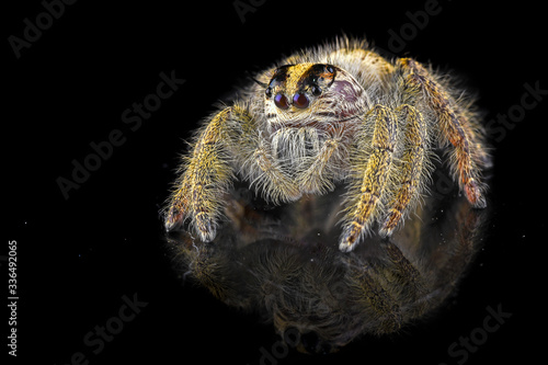 Jumping spider with black background