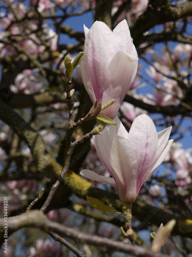 Frühlingserwachen Frühlingserwachen