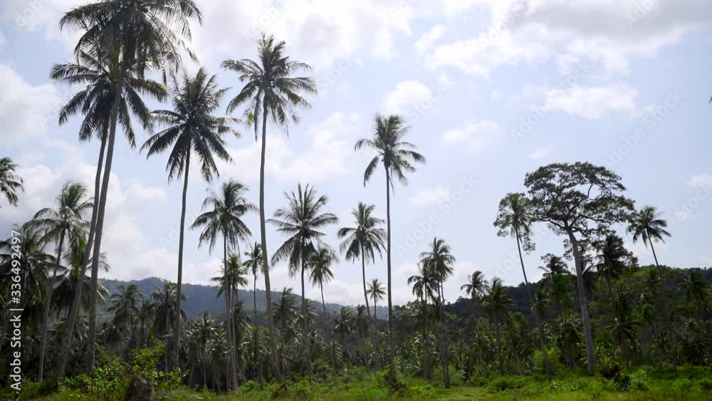 A tropical forest of huge coconut palms and exotic trees. The tropics in the center of Koh Samui. Coconut trees against a cloudy sky and mountains. A tropical forest of huge coconut palms and exotic trees. The tropics in the center of Koh Samui. Coconut trees against a cloudy sky and mountains.