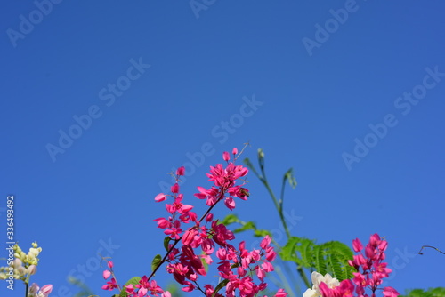 Colorful flowers and morning sunshine 