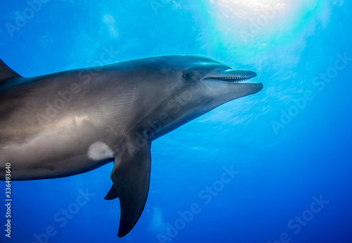 dolphin underwater