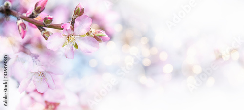 Fresh flowers. Spring background.