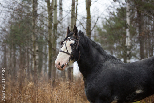 Black stallion in the autumn park © Nadezhda