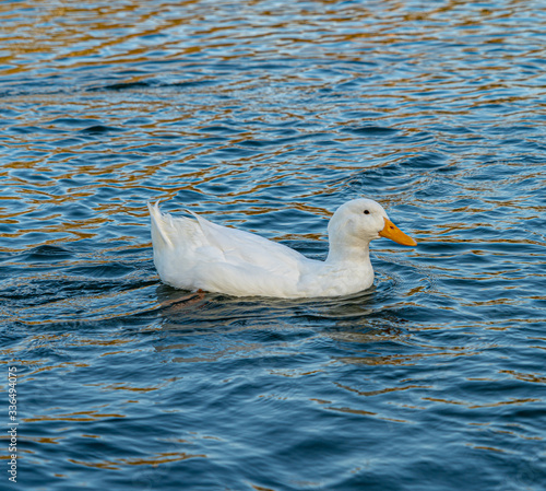 фотографія Close up water level view of large white heavy american aylesbury pekin peking d