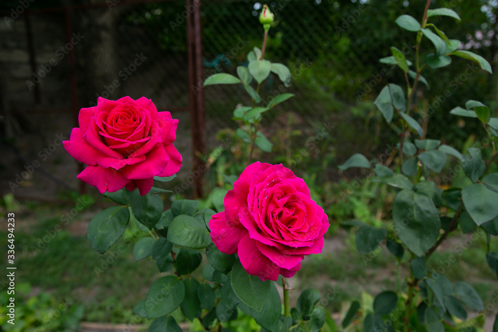 bright red two roses in the garden for wallpaper or background bright red two roses in the garden for wallpaper or background