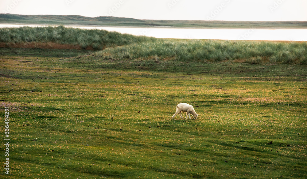 Baby sheep grazing alone on meadow on Sylt island Baby sheep grazing alone on meadow on Sylt island