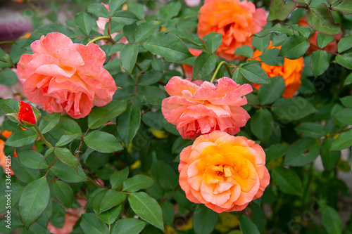 bright orange-pink roses in the garden for wallpaper or background