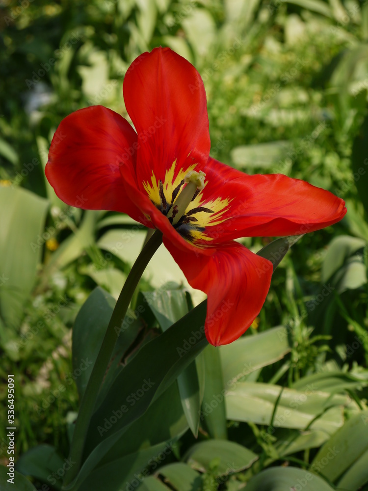Naklejka premium Tulpen