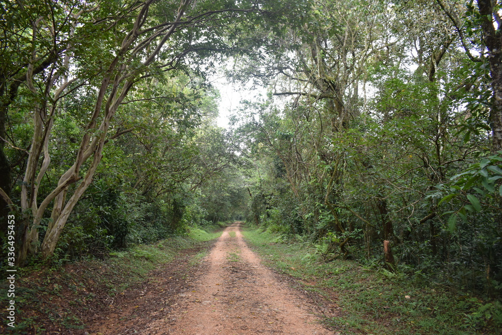 Naklejka premium road in the forest