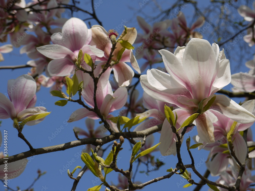 Obraz premium Magnolien