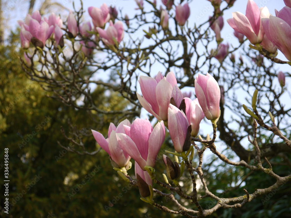 Magnolien Magnolien