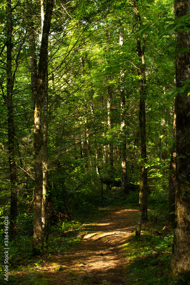 Smoky Mountains landscape along the trails. Smoky Mountains National Park, Tennessee, USA Smoky Mountains landscape along the trails. Smoky Mountains National Park, Tennessee, USA
