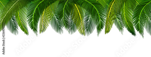 Dense thickets of tropical green palm leaves on top of the picture. Place for advertisement, announcement. illustration