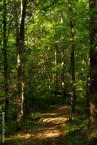 Smoky Mountains landscape along the trails. Smoky Mountains National Park, Tennessee, USA