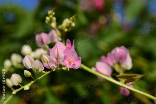 flower blooming.Beautiful flowers in the garden Blooming in the summer.Landscaped Formal Garden.