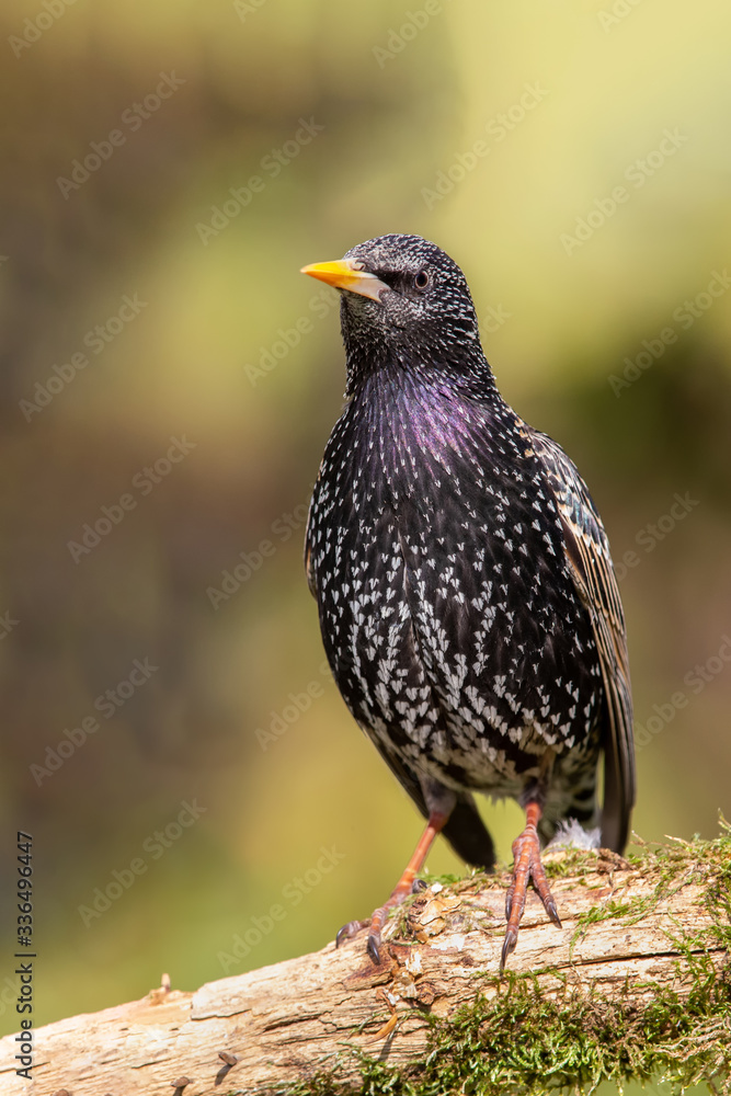 Fototapeta premium Star (Sturnus vulgaris)