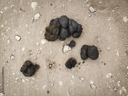 top view of horse poop - fresh pile of horse manure