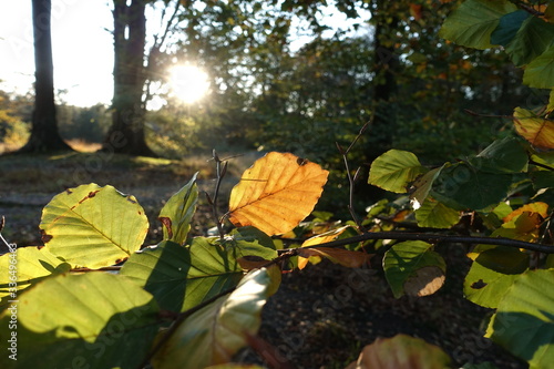 Translucent autumn leaves with the sun as background