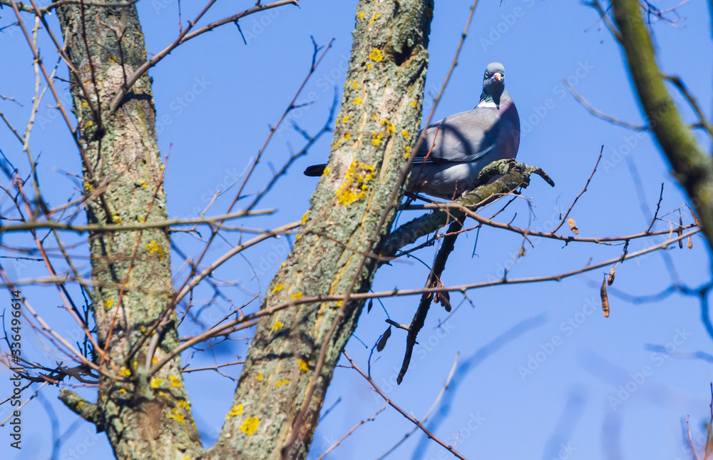 Cuckoo bird on the tree