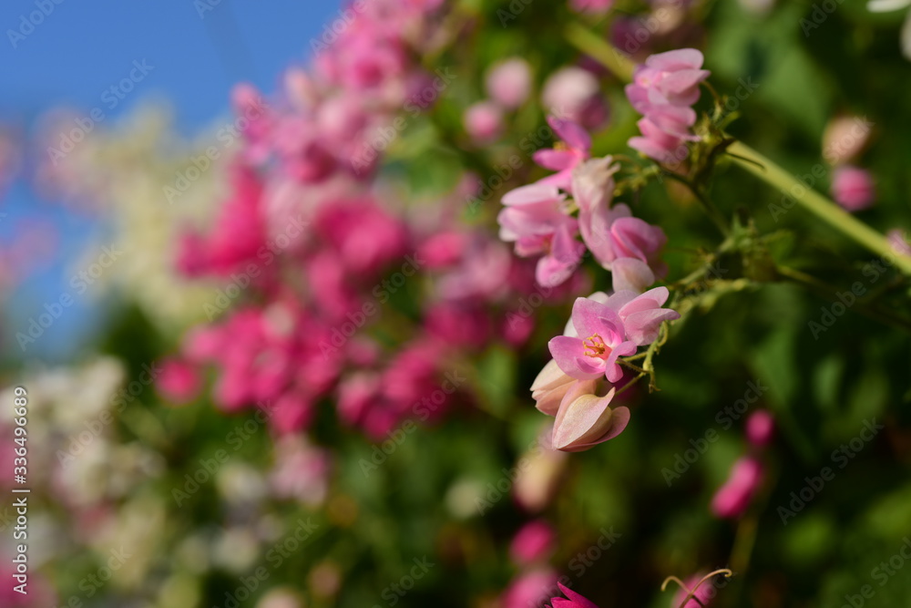 flower blooming.Beautiful flowers in the garden Blooming in the summer.Landscaped Formal Garden. flower blooming.Beautiful flowers in the garden Blooming in the summer.Landscaped Formal Garden.