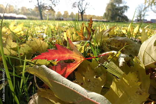 Autumn leaves lit by the sun
