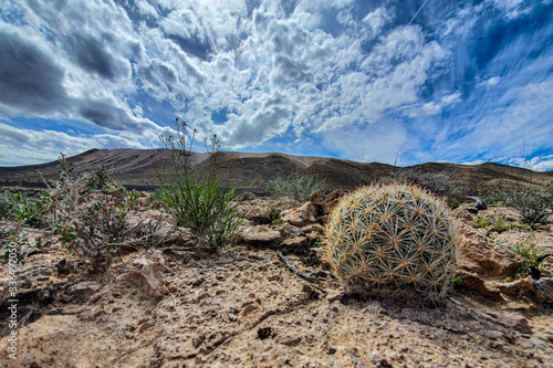 Desert Cactus Landscape