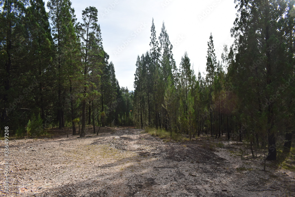 Fototapeta premium Kakamega Rain forest western Kenya