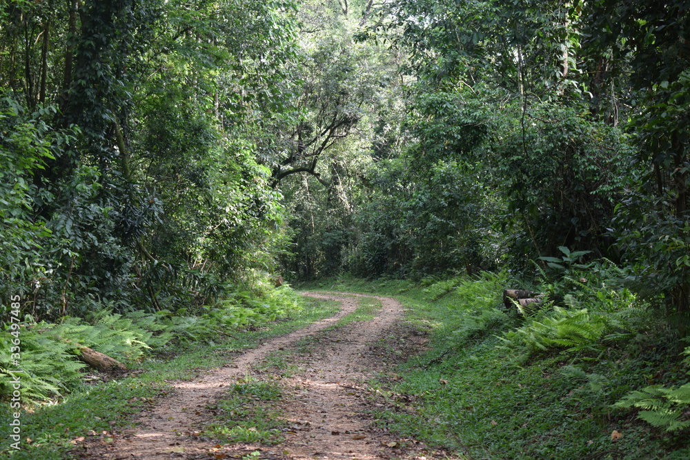 Fototapeta premium Kakamega Rain forest western Kenya