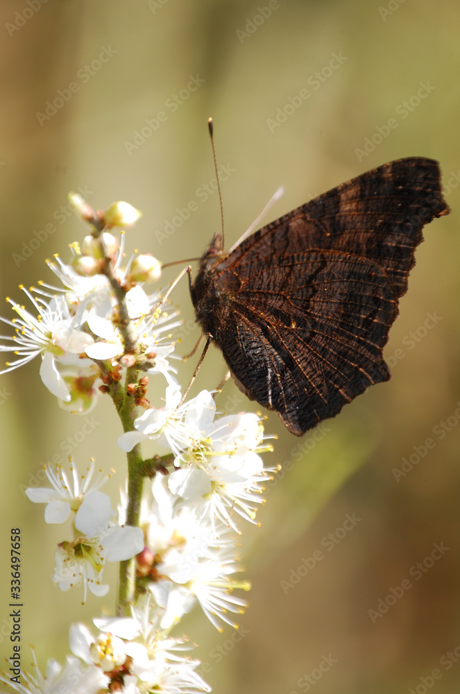 Obraz premium Peacock butterfly UK