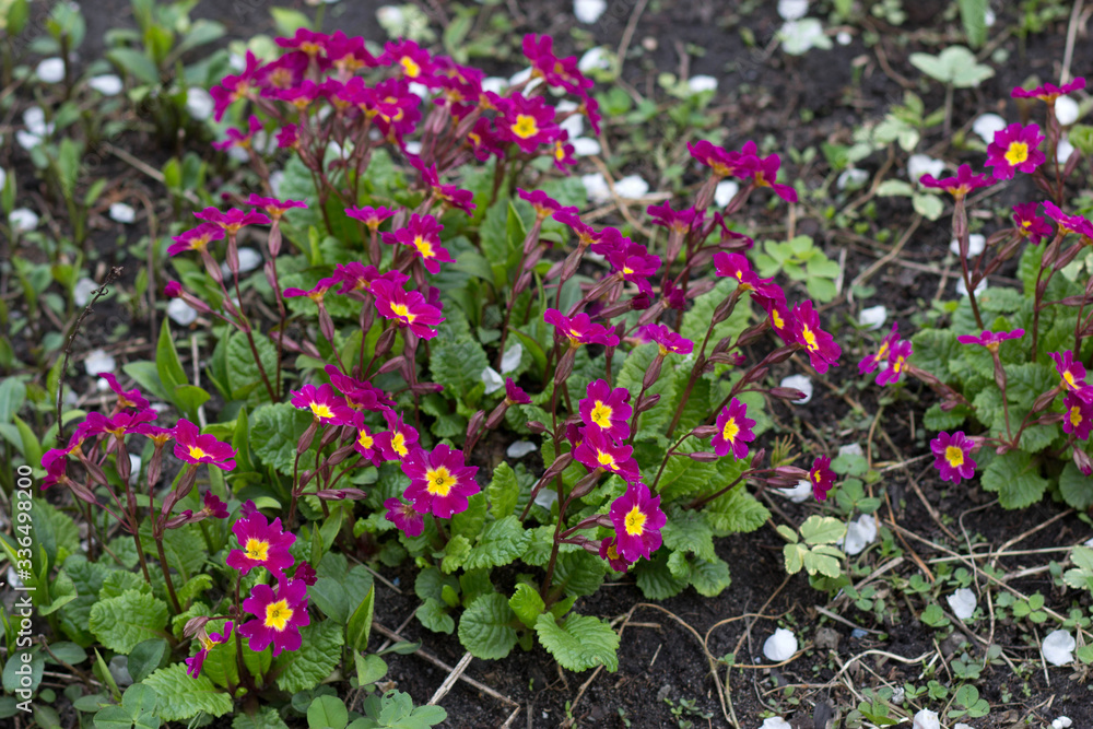 beautiful pink flowers on the lawn beautiful pink flowers on the lawn