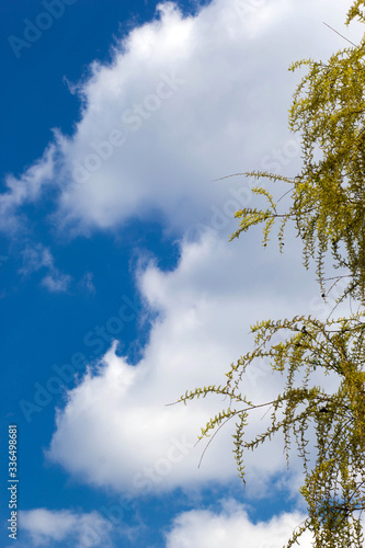  blooming willow tree against the sky