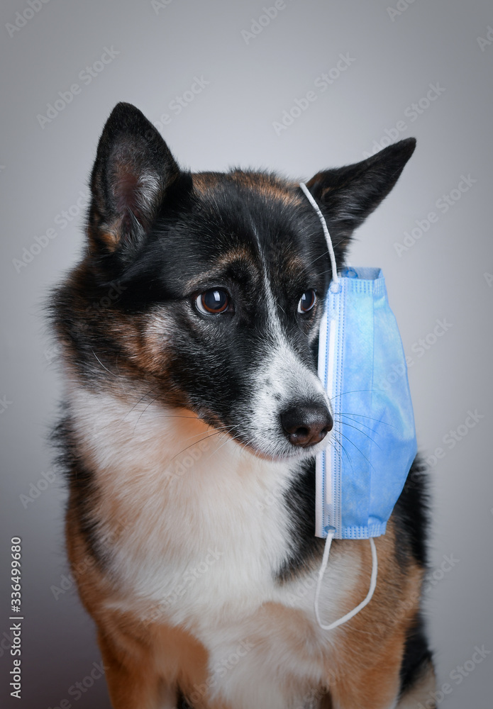 Domestic dog with medical mask against virus. Concept about animals and coronavirus, covid19 Domestic dog with medical mask against virus. Concept about animals and coronavirus, covid19