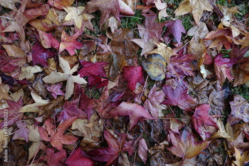 Autumn leaves in the gravel