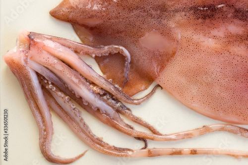 Fototapeta Naklejka Na Ścianę i Meble -  Fresh raw squid against a white background. Close-up.