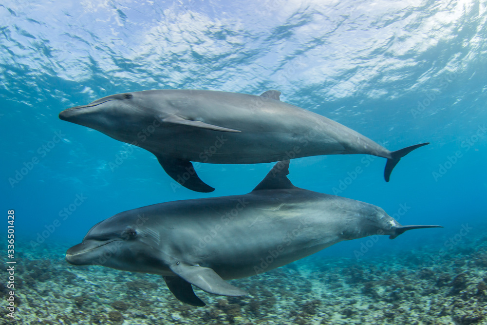 Naklejka premium dolphin in the water
