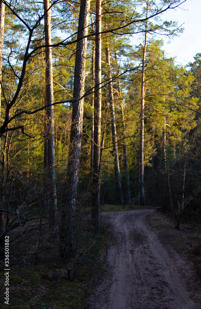Dirt Road in Coniferous Forest in the French Alps