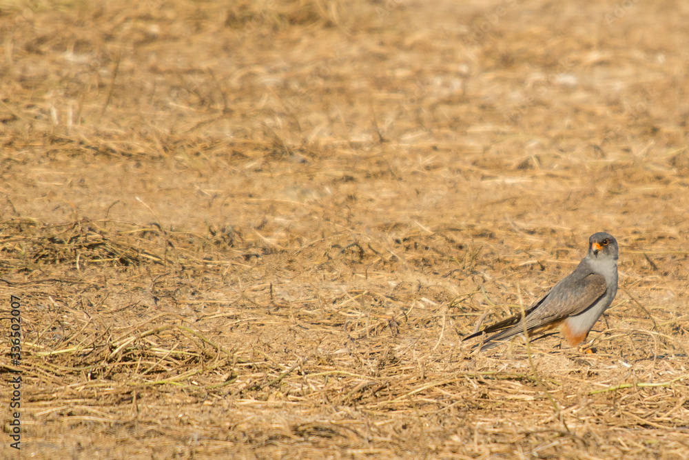 Obraz premium A red footed falcon (Falco vespertinus)