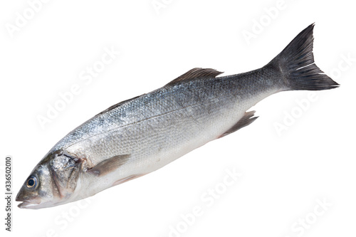 fresh silverfish seabass, on a white background, raw fish