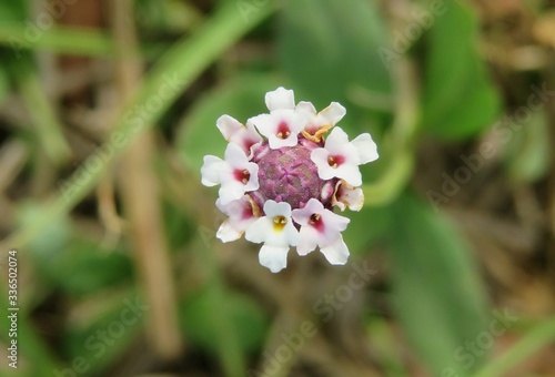 Phyla nodiflora flower in Florida wild, closeup photo