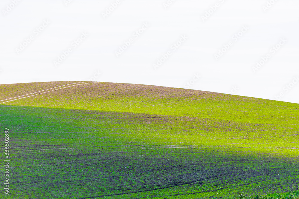 Obraz premium Green yellow hilly curvy field with white sky and village road crossing to the other side of the hill. Illiustration background image f nature and new ccro season. 2020