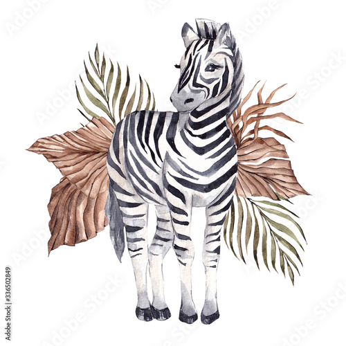 Watercolor illustration with African zebra and tropical leaves, isolated on white background