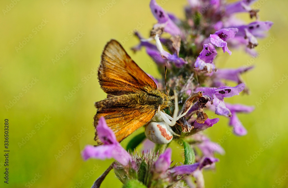 Obraz premium Veränderliche Krabbenspinne mit gefangenen Schmetterling