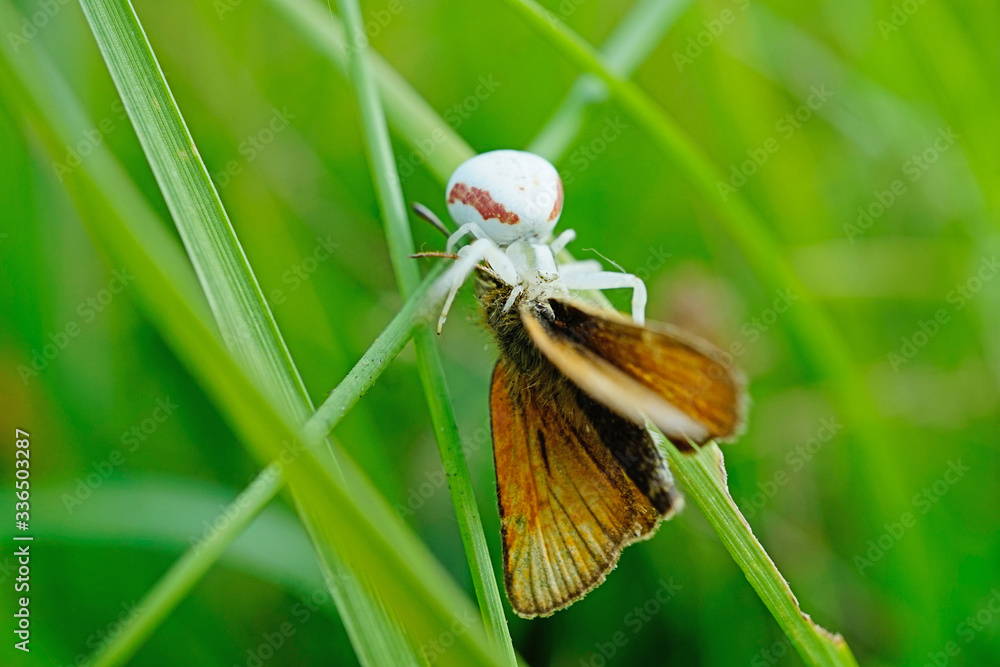 Veränderliche Krabbenspinne mit gefangenen Schmetterling