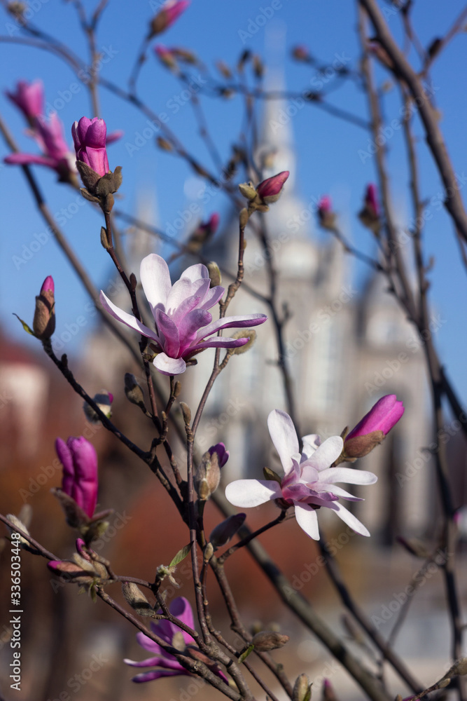 Terry pink magnolia blossoms against the background of an old church in spring, background. Multi-petal magnolia in Vinnitsya Terry pink magnolia blossoms against the background of an old church in spring, background. Multi-petal magnolia in Vinnitsya